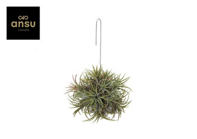 Tillandsia Ionantha Hang Large, 15cm Pot Size, 15cm Tall, Airplant