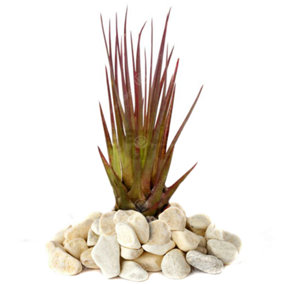 Tillandsia Melanocrater Air Plant - Vibrant Green with Red Tips, Easy Care (5-25cm)