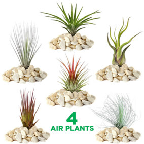 Tillandsia Mix - Curated 4 Air Plants Collection, Versatile Indoor Decor (5-25cm)