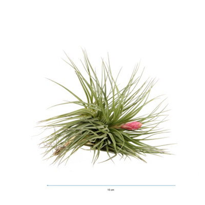 Tillandsia Stricta Bak, 999cm Pot Size, 15cm Tall, Airplant