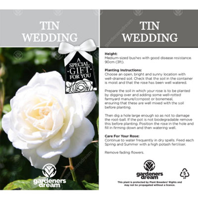 Tin Wedding 10th Anniversary White Rose - Outdoor Plant