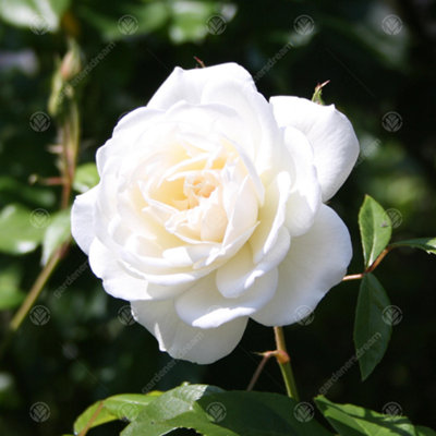 邦楽 MY FIRST STORY 10th anniversary Rose 邦楽 MY FIRST STORY 10th anniversary Rose 邦楽 MY FIRST