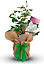 Tin Wedding Rose Bush Gift Wrapped - 10th Anniversary Plant