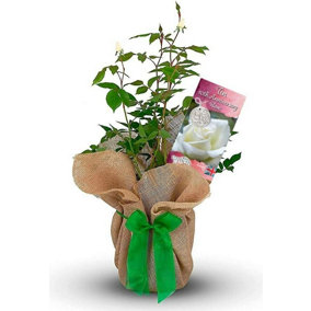 Tin Wedding Rose Bush Gift Wrapped - 10th Anniversary Plant
