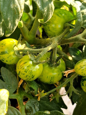 Tiny Tiger Micro Dwarf Tomato Seeds - 10 Fresh Seeds