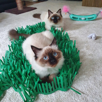 Tissue Paper Grass Mat Cat Toy for indoor Cats and kittens 2 pack Green DIY at B Q