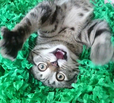 Cat Toy Tissue Paper Grass Mats Green Interactive Kitten Indoor Pet Toys  Gift 5060714780013
