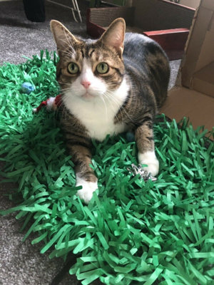 Cat Toy Tissue Paper Grass Mats Green Interactive Kitten Indoor Pet Toys  Gift 5060714780013