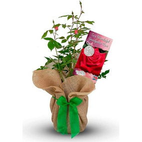 To a Wonder Grandfather Rose Bush Gift Wrapped -  Grandpa Garden Plant Gift