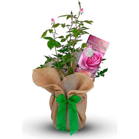 To My Wonderful Wife Rose Bush Gift Wrapped - Plant Gift Perfect for Gardeners