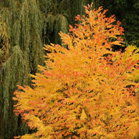 Toffee Apple Tree - Cercidiphyllum japonicum in a 5L Pot - Supplied as an Established Plant Ready to Plant Out