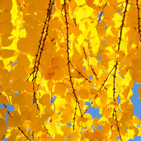 Toffee AppleTree Cercidiphyllum japonicum 'Katsura' 3L