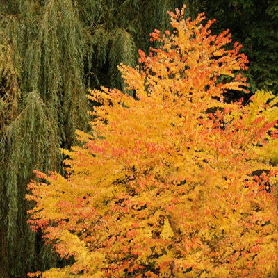 Toffee AppleTree Cercidiphyllum japonicum 'Katsura' 3L