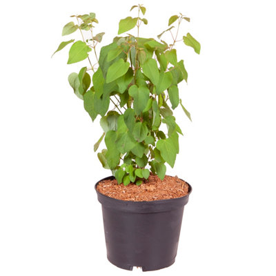 Toffee AppleTree Cercidiphyllum japonicum 'Katsura' 3L - 3