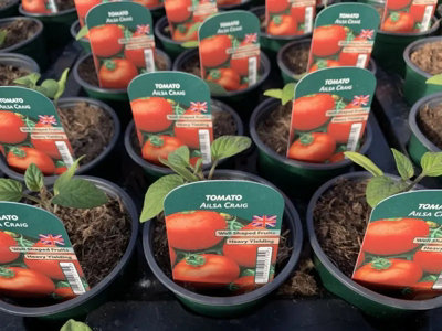 Tomato Ailsa Craig 9cm 3 Pots British Grown Tomato Plants for Greenhouses  and Gardens Garden Plant