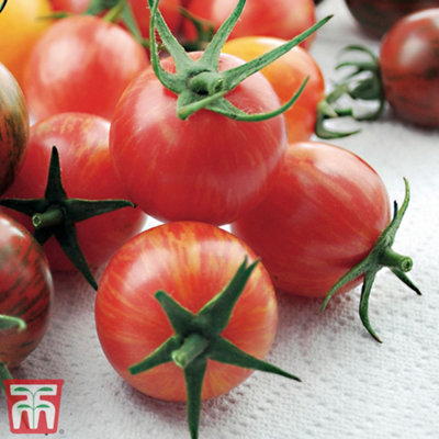Tomato Artisan Bumble Bee Mix 1 Seed Packet (10 Seeds) - 3