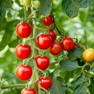 Tomato Consuelo (Crimson Cherry) 1 Seed Packet - 4