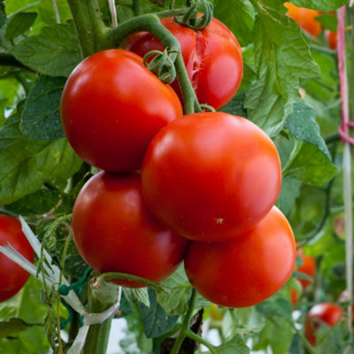 Tomato Crimson Crush F1 1 Seed Packet
