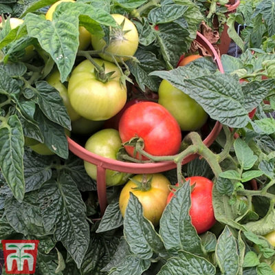 Tomato Divinity 1 Seed Packet (6 Seeds) - Blight resistant variety