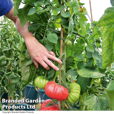 Tomato F1 Crimson Blush 1 Seed Packet (10 Seeds)