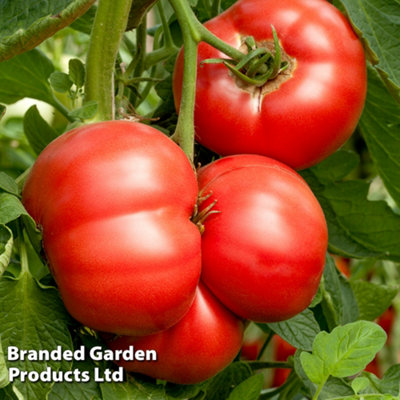 Tomato F1 Crimson Blush 1 Seed Packet (10 Seeds) - 3