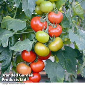 Tomato F1 Crimson Crush 1 Seed Packet (10 Seeds)
