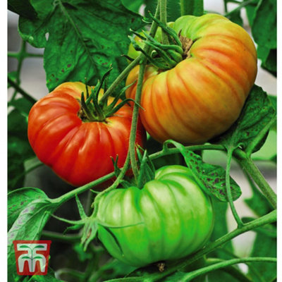 Tomato F1 Gigantomo 1 Seed Packet  (5 Seeds)