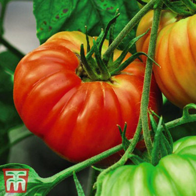 Tomato F1 Gigantomo 1 Seed Packet  (5 Seeds)