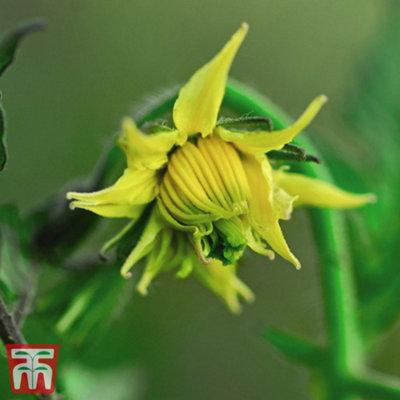 Tomato F1 Gigantomo 1 Seed Packet  (5 Seeds) - 3