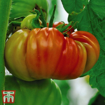 Tomato F1 Gigantomo 1 Seed Packet  (5 Seeds) - 4