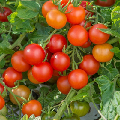 Tomato Gardeners Delight 1 Seed Packet (50 Seeds)