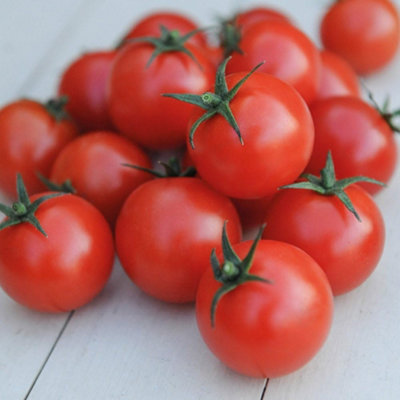 Tomato Gardeners Delight 1 Seed Packet (50 Seeds) - 4