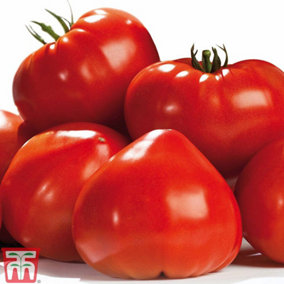 Tomato Gourmandia F1 VOTY 1 Seed Packet (4 Seeds)