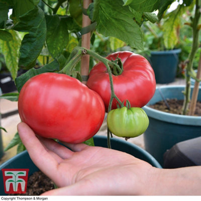 TOMATOさま専用〜 OEM/ODM - Tomato Paste,Tomato Paste Suppliers,China Tomato