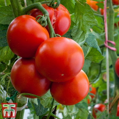 ❁⃘*.゜tomato❁⃘*.゜ Tomato Sungold 9cm Potted Plant x 1