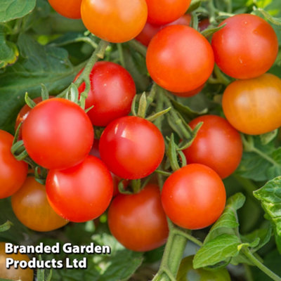 tomato-grafted-lizzano-9cm-