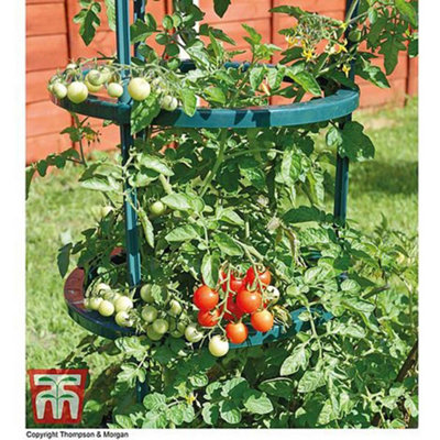 Tomato Growing Supports Plant Frame x3
