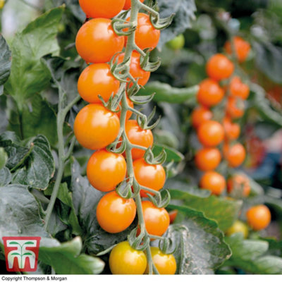 Tomato Honeycomb F1 1 Seed Packet (10 Seeds) - 3