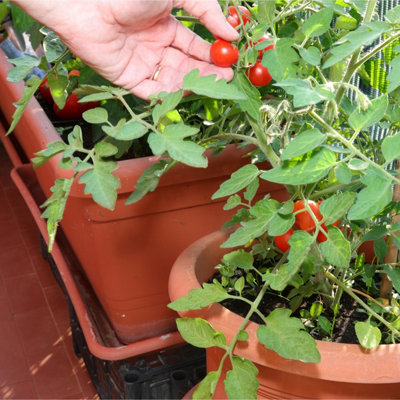 Tomato Maja (Balcony) Vegetable Seeds (Approx. 50 seeds) by Jamieson Brothers - 3