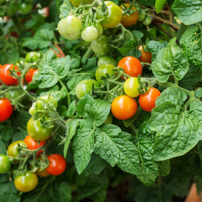 Tomato Maja (Balcony) Vegetable Seeds (Approx. 50 seeds) by Jamieson Brothers - 4