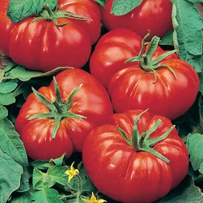 Tomato 'Marmande VR' Seeds (100 Seeds) - French Heirloom Beefsteak Variety for Gardens