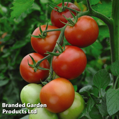 Tomato Moneymaker 1 Seed Packet (50 Seeds)