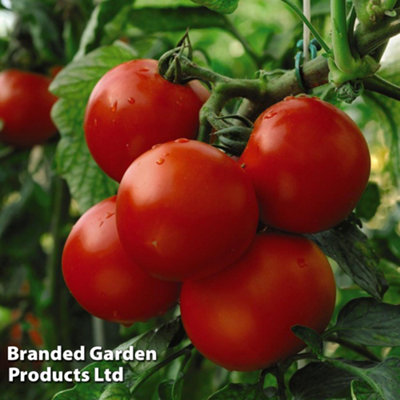 Tomato Moneymaker 1 Seed Packet (50 Seeds) - 3