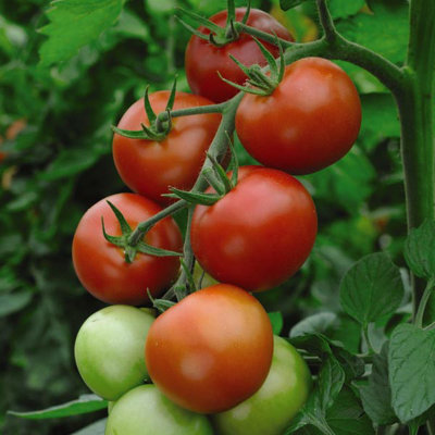 Tomato Moneymaker 1 Seed Packet (50 Seeds) - 4