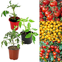 Tomato Plants 3 x Mixed Varieties - Growing Plants in 9cm Pots - Ideal for Beginners