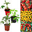 Tomato Plants 3 x Mixed Varieties - Growing Plants in 9cm Pots - Ideal for Beginners