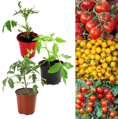 tomato-plants-3-x-mixed-