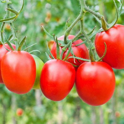 Tomato (Plum) Roma Vegetable Seeds (approx 50 seeds) by Jamieson Brothers