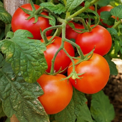 Tomato Premio 10.5cm Potted Plants 3 and 6 Pack