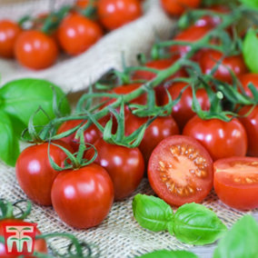 Tomato Rubylicious 3 PostiPlug Plants